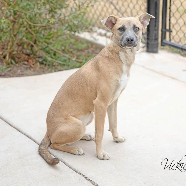 Enlarge Suzie, a Adoptable Mixed Breed in Abilene, TX image 1/6
