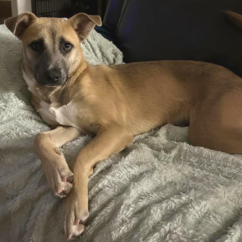 Enlarge Suzie, a Adoptable Mixed Breed in Abilene, TX image 2/6