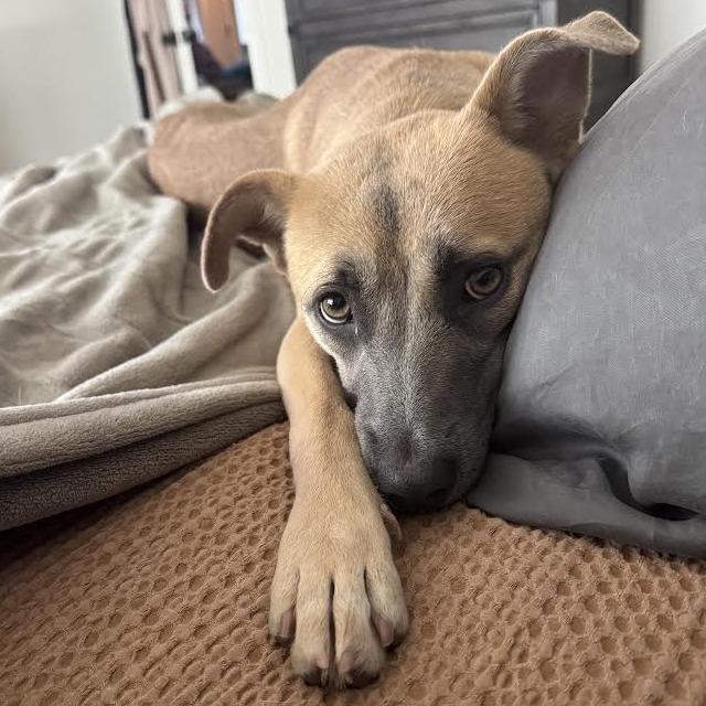 Enlarge Suzie, a Adoptable Mixed Breed in Abilene, TX image 3/6