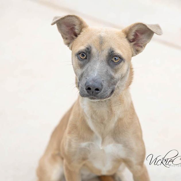 Enlarge Suzie, a Adoptable Mixed Breed in Abilene, TX image 4/6