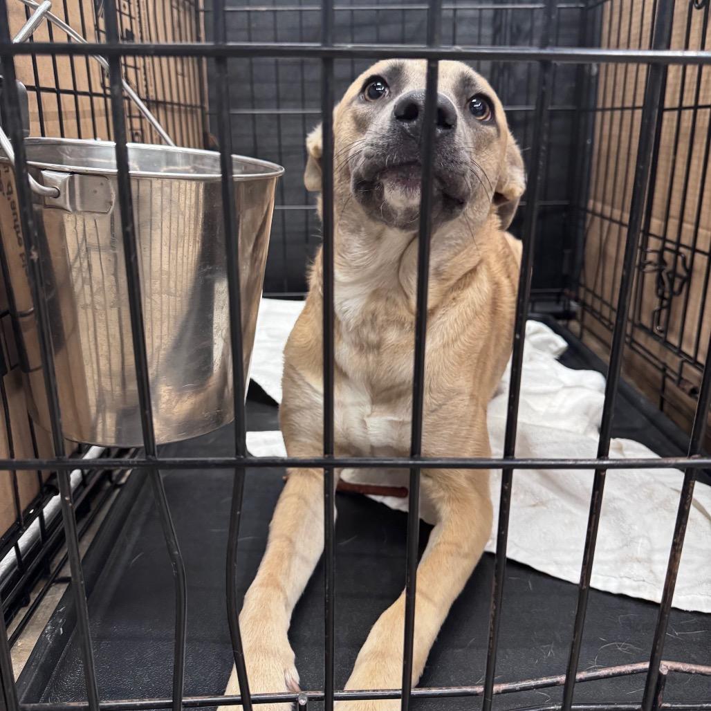 Enlarge Suzie, a Adoptable Mixed Breed in Abilene, TX image 5/6