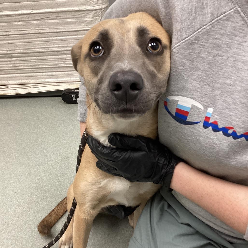 Enlarge Suzie, a Adoptable Mixed Breed in Abilene, TX image 6/6