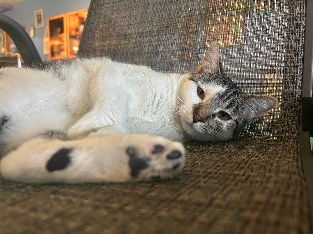 Darva, Adoptable, Adult Female Domestic Short Hair.