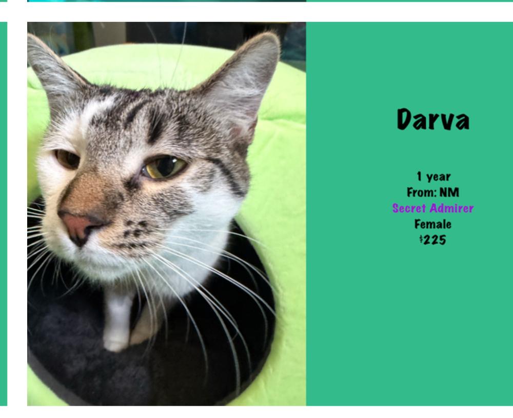 Darva, a Adoptable mixed breed in Lafayette, CO image 5/6
