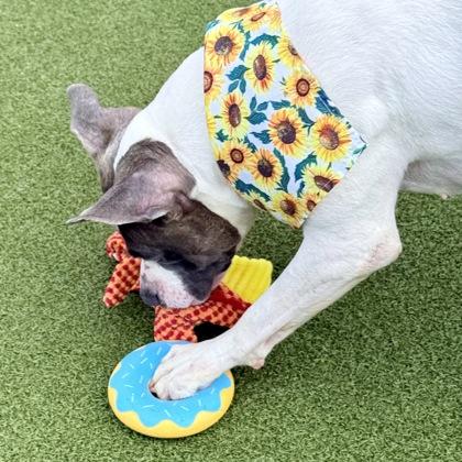 Enlarge Indie, a Adoptable mixed breed in Largo, FL image 1/3