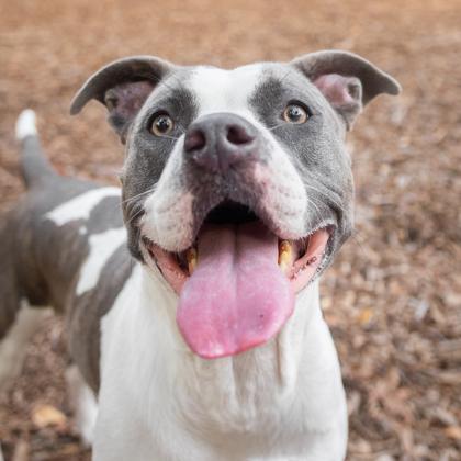 Enlarge Indie, a Adoptable mixed breed in Largo, FL image 2/3