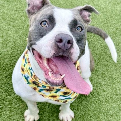 Enlarge Indie, a Adoptable mixed breed in Largo, FL image 3/3