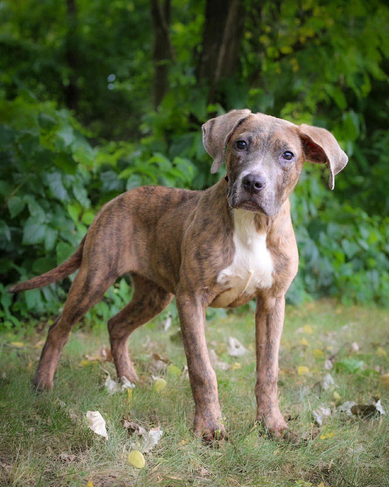 Capri, Baby Female Great Dane