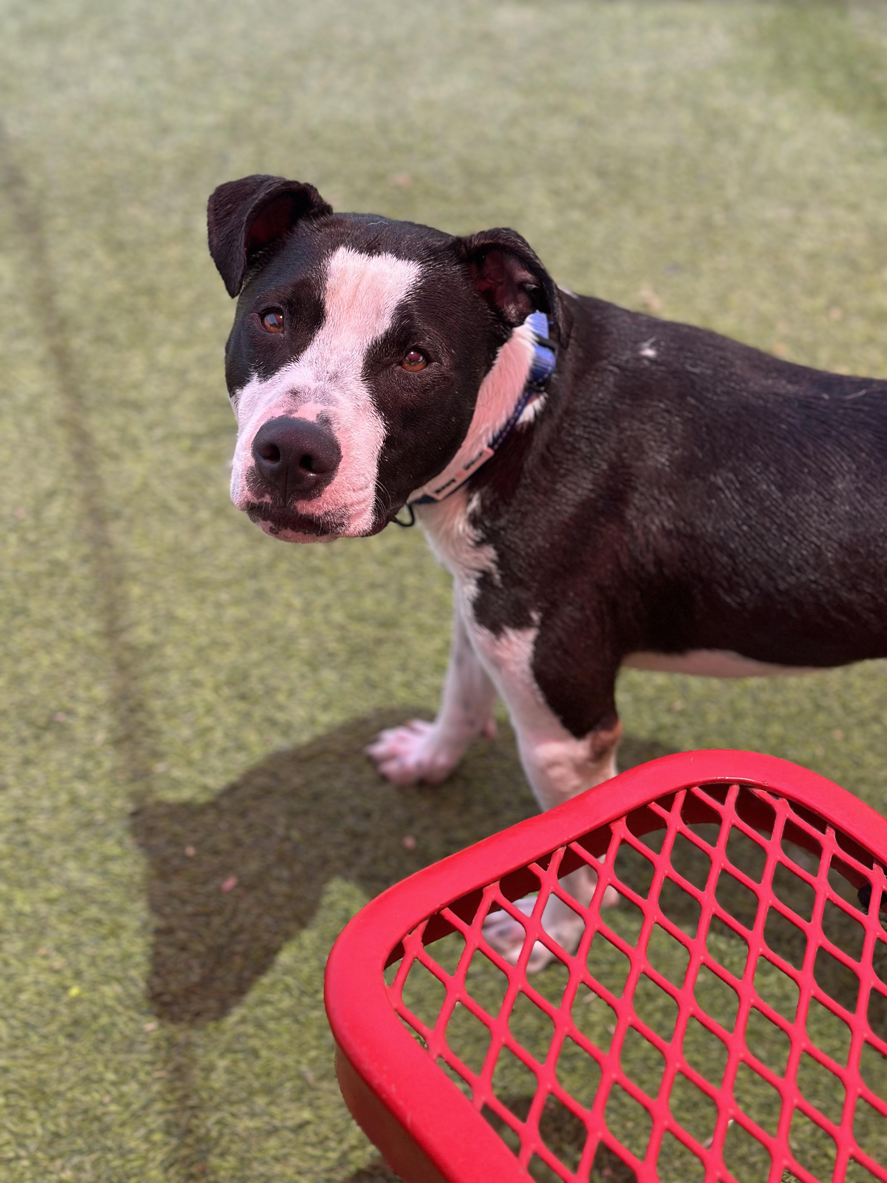 River, Adoptable, Adult Male Pit Bull Terrier.