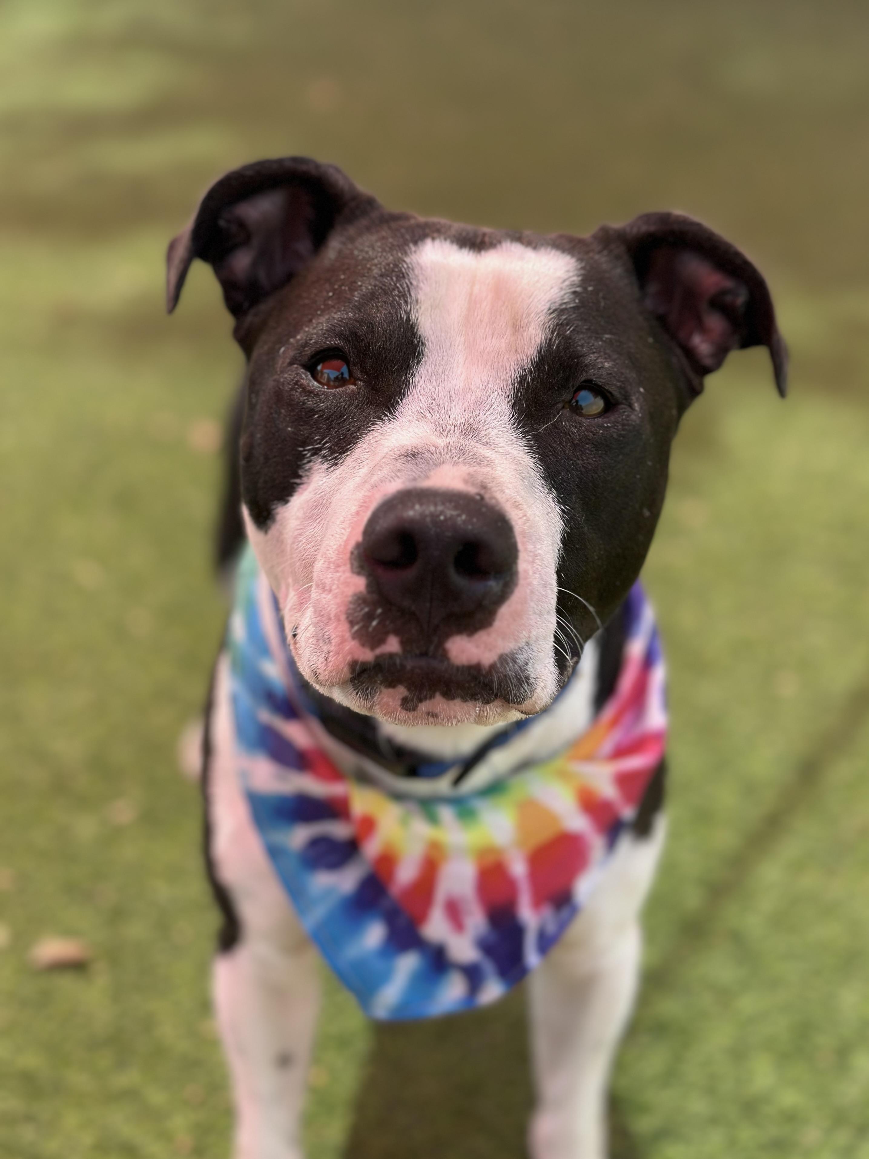 River, a Adoptable mixed breed in Glendale, AZ image 2/3