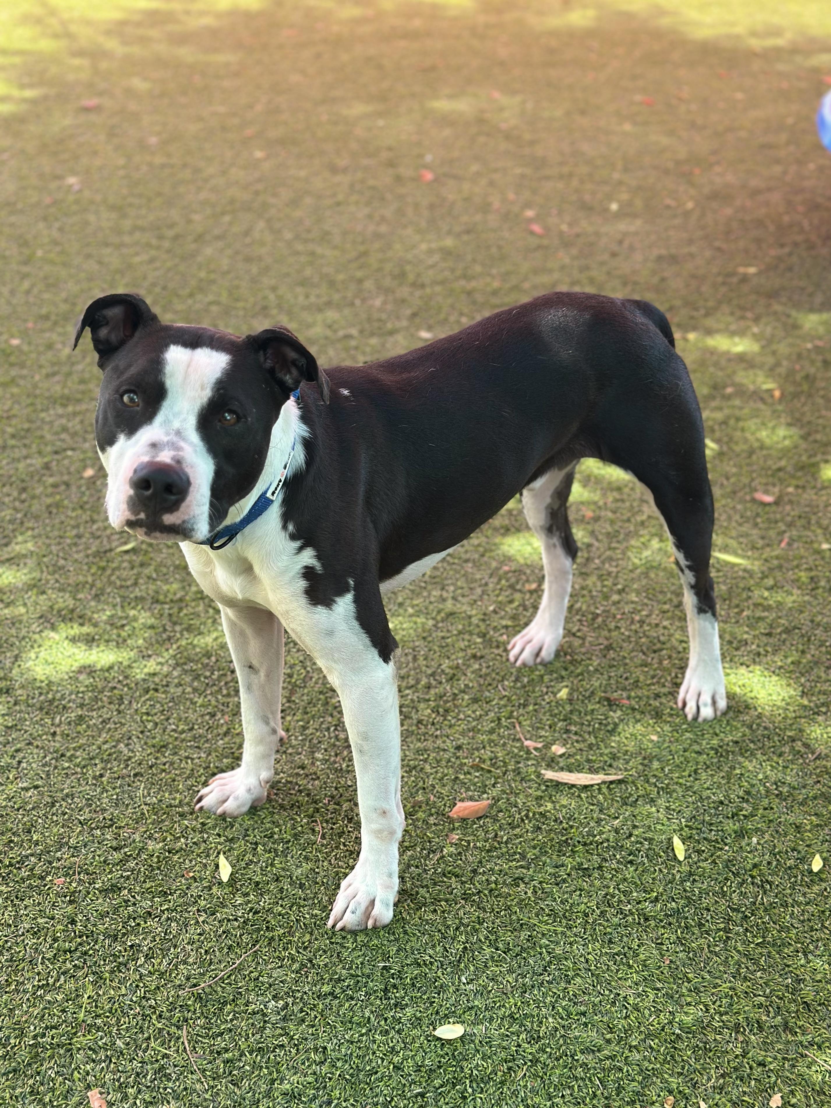 River, a Adoptable mixed breed in Glendale, AZ image 3/3