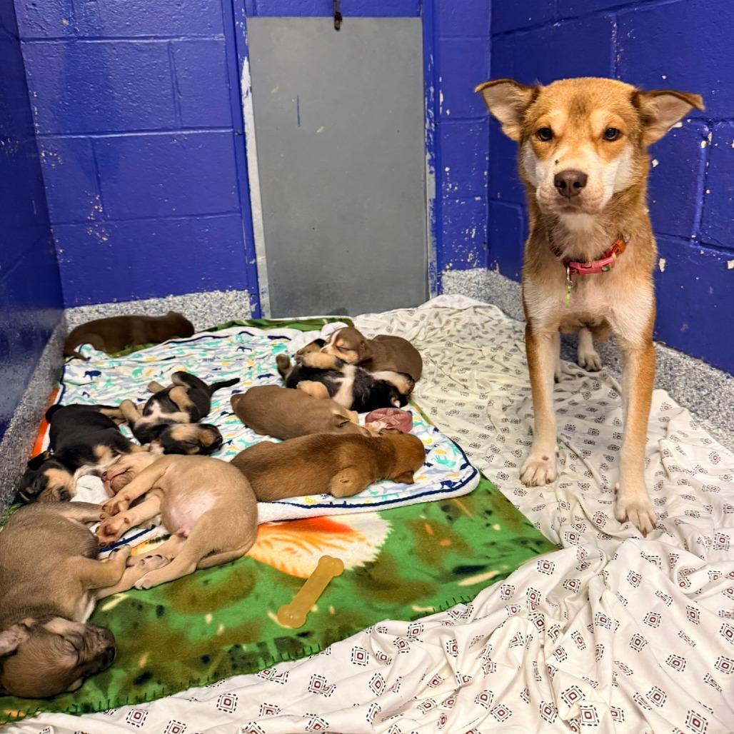 CT Piglet avail Aug 15 (Tractor Supply- Putnam, CT), Adoptable, Puppy Female Husky & Mixed Breed.