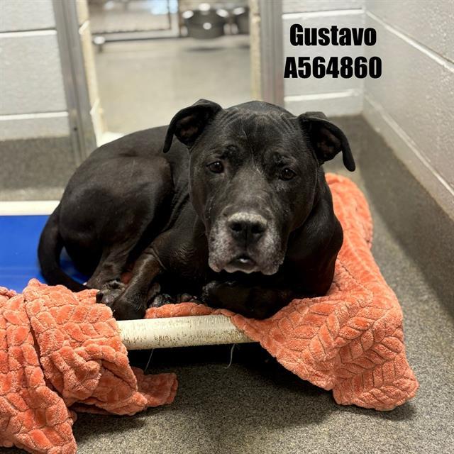 Enlarge GUSTAVO, a Adoptable mixed breed in Huntsville, AL image 1/1