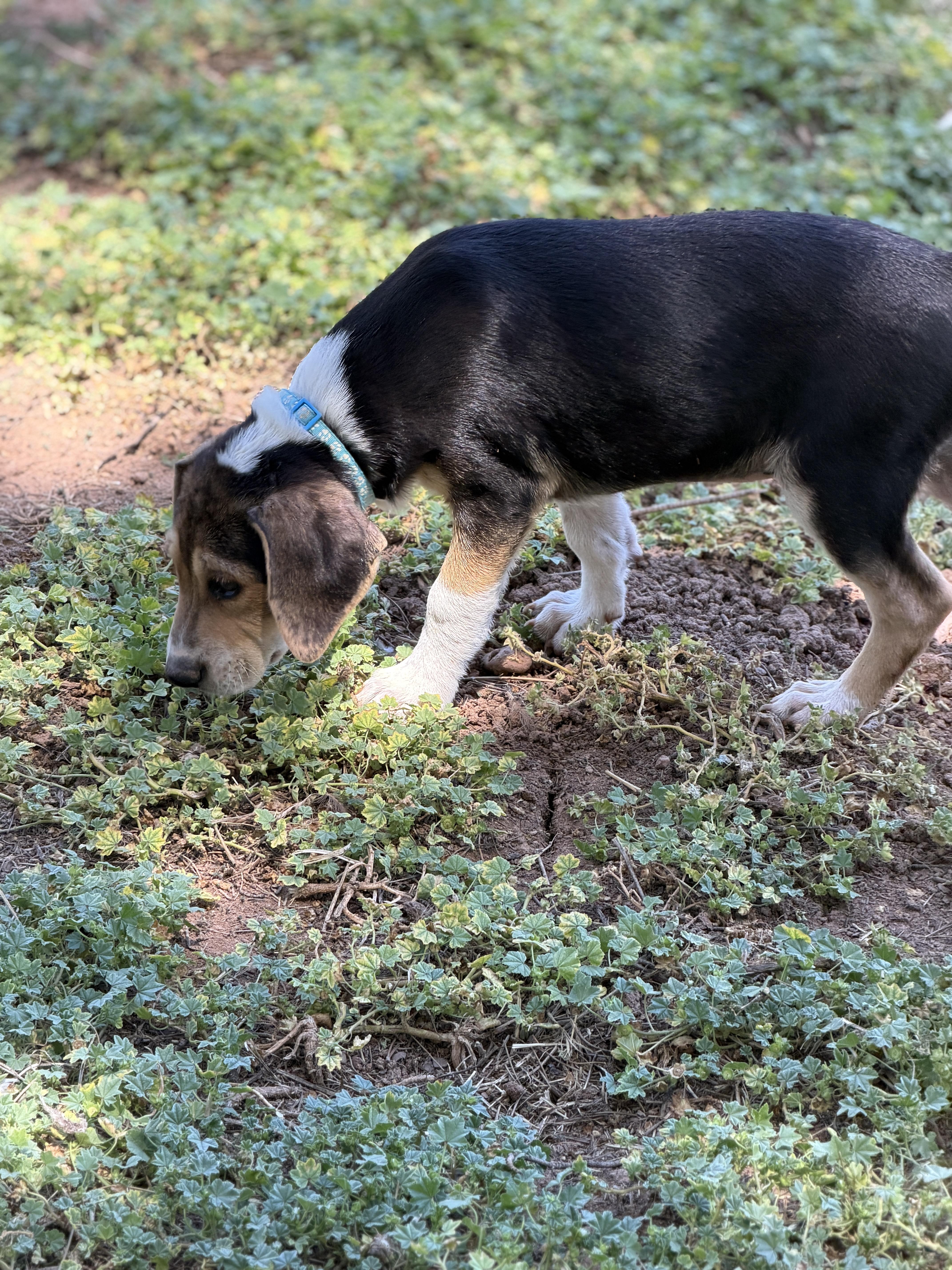 Enlarge Ziggy, a ADOPTABLE mixed breed in Gilbert, AZ image 5/5