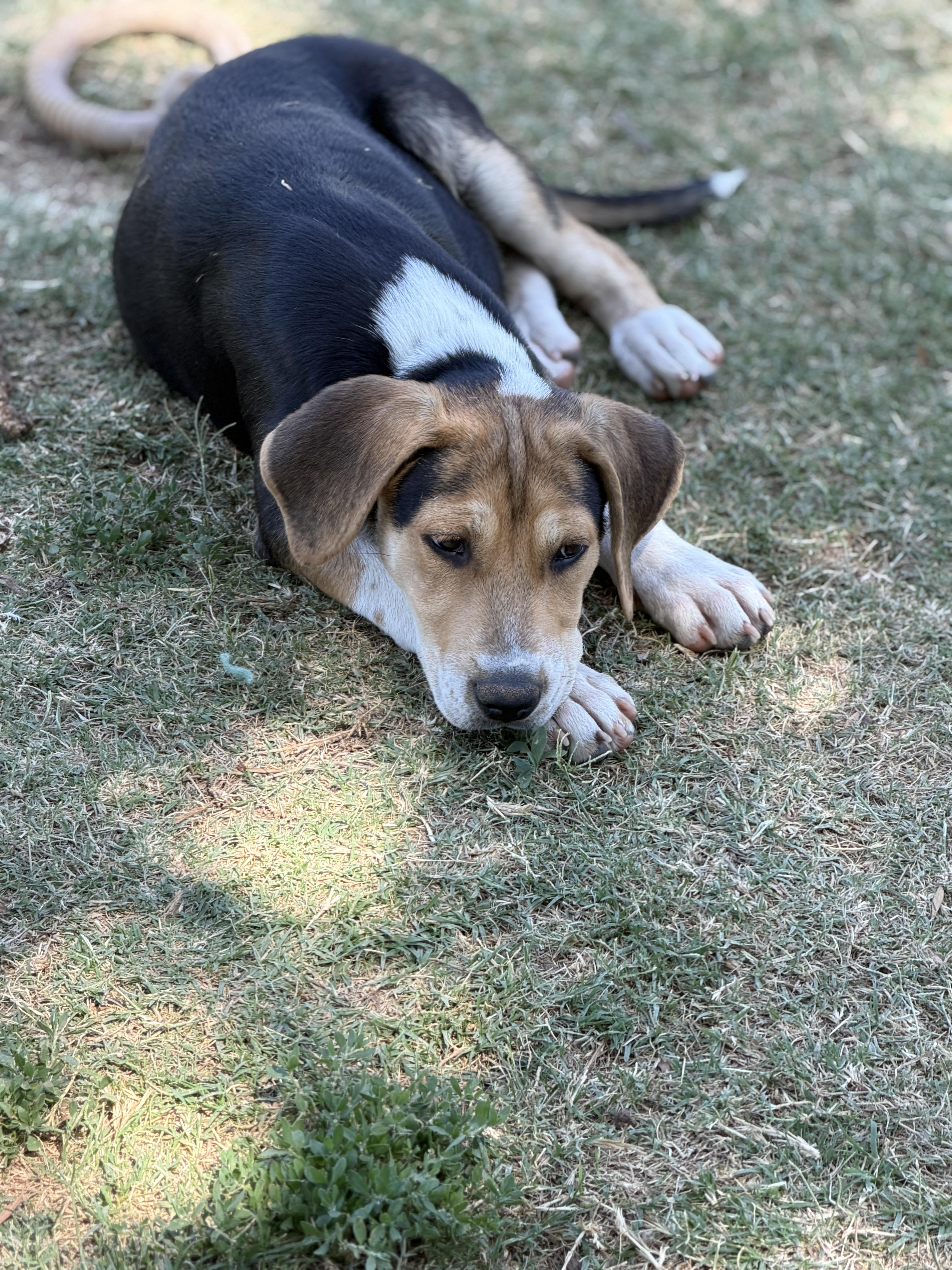 Ziggy, an adopted mixed breed in Gilbert, AZ image 6/6