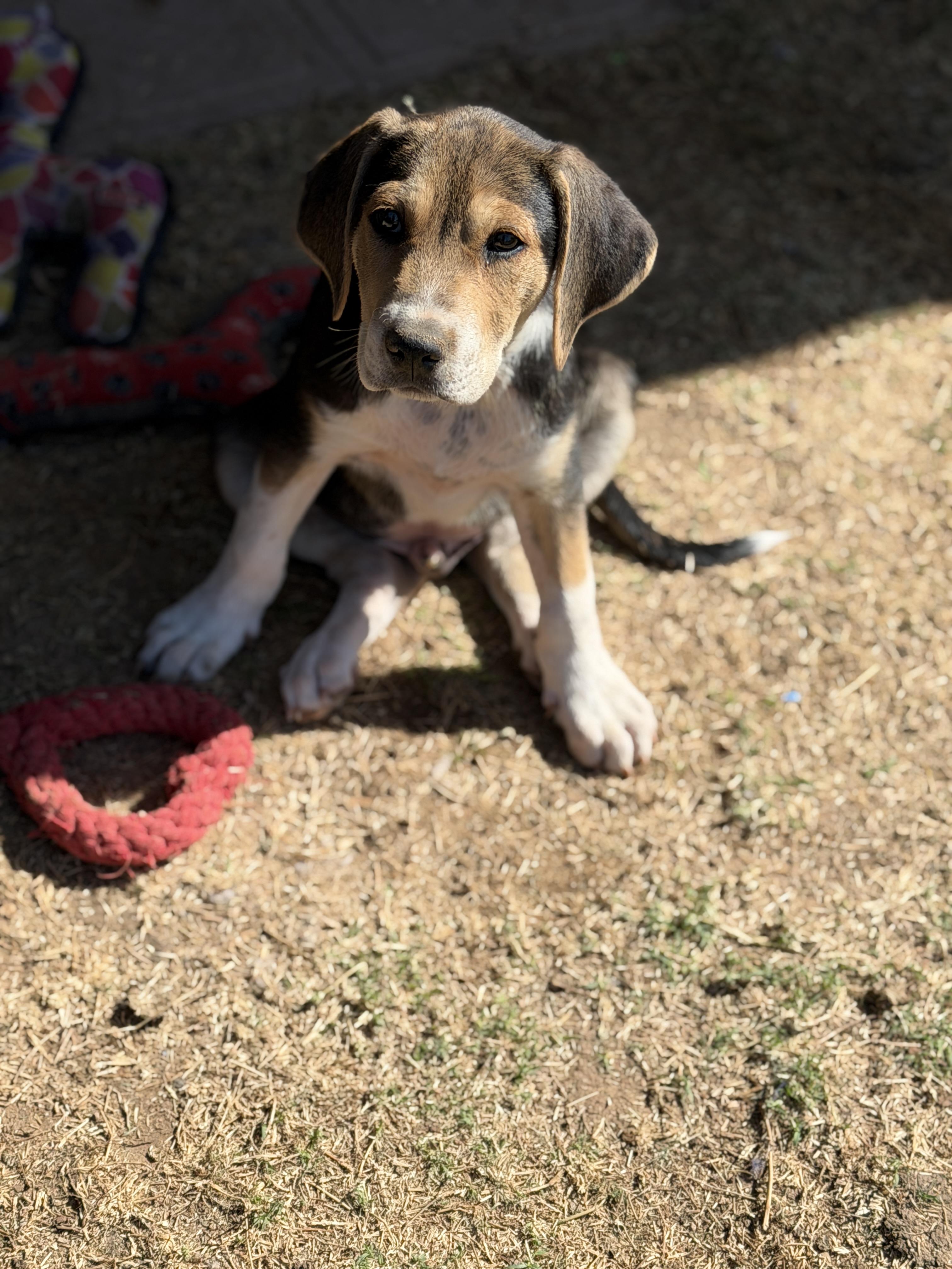 Enlarge Ziggy, a ADOPTABLE mixed breed in Gilbert, AZ image 4/5