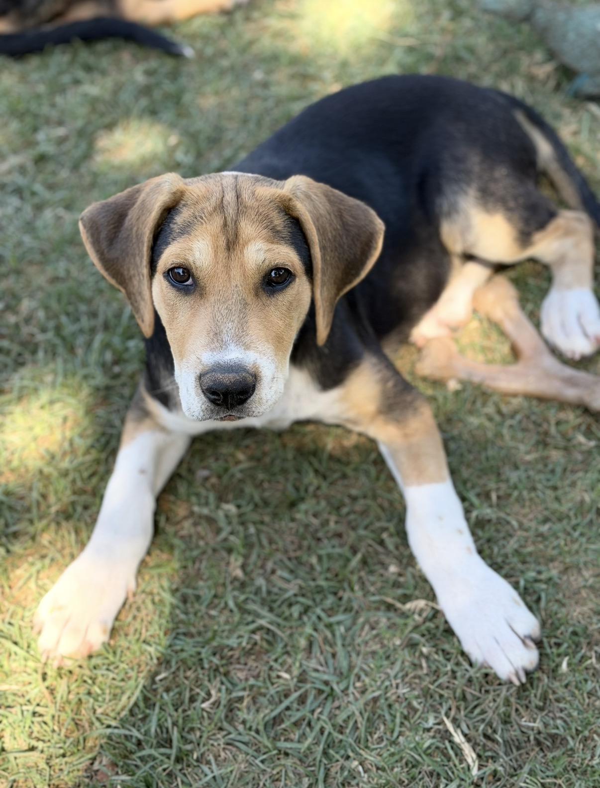 Ziggy, adopted, Puppy Male Beagle & Black Labrador Retriever.