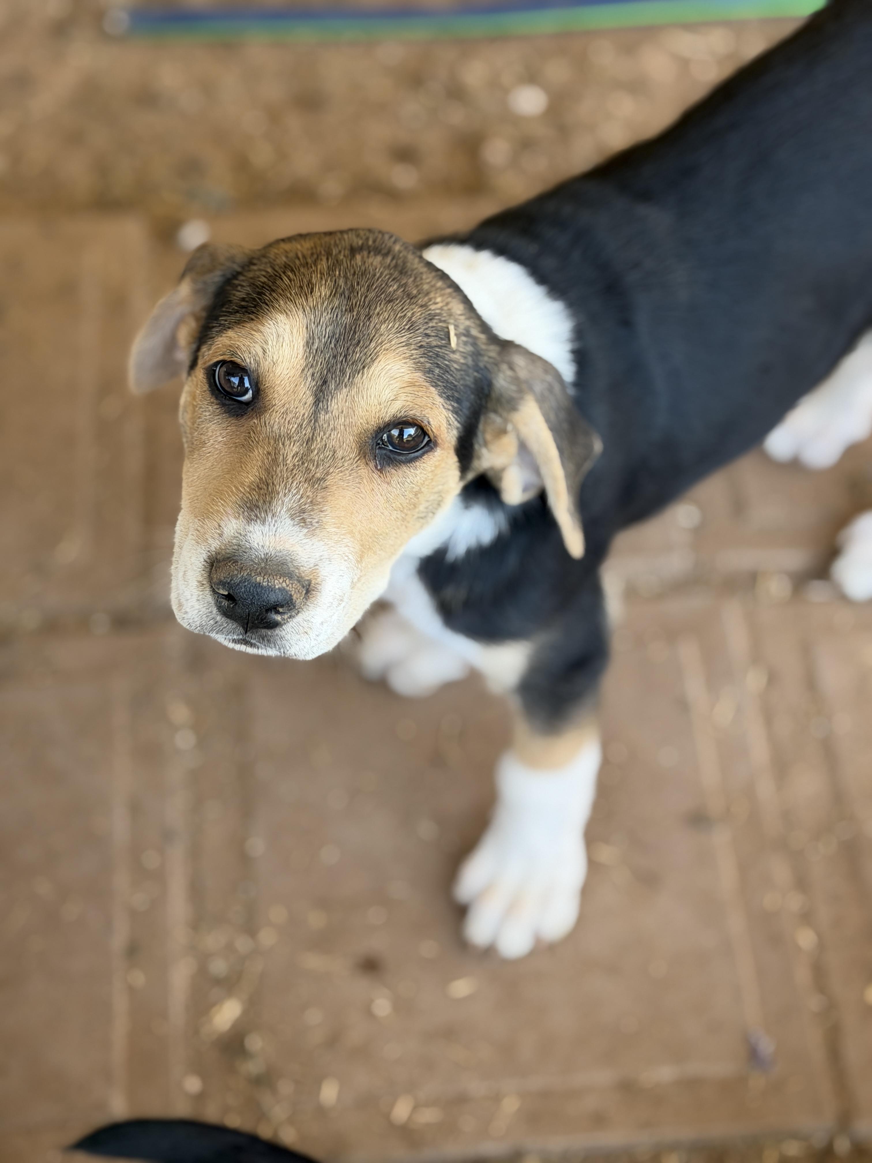 Enlarge Ziggy, a ADOPTABLE mixed breed in Gilbert, AZ image 3/5