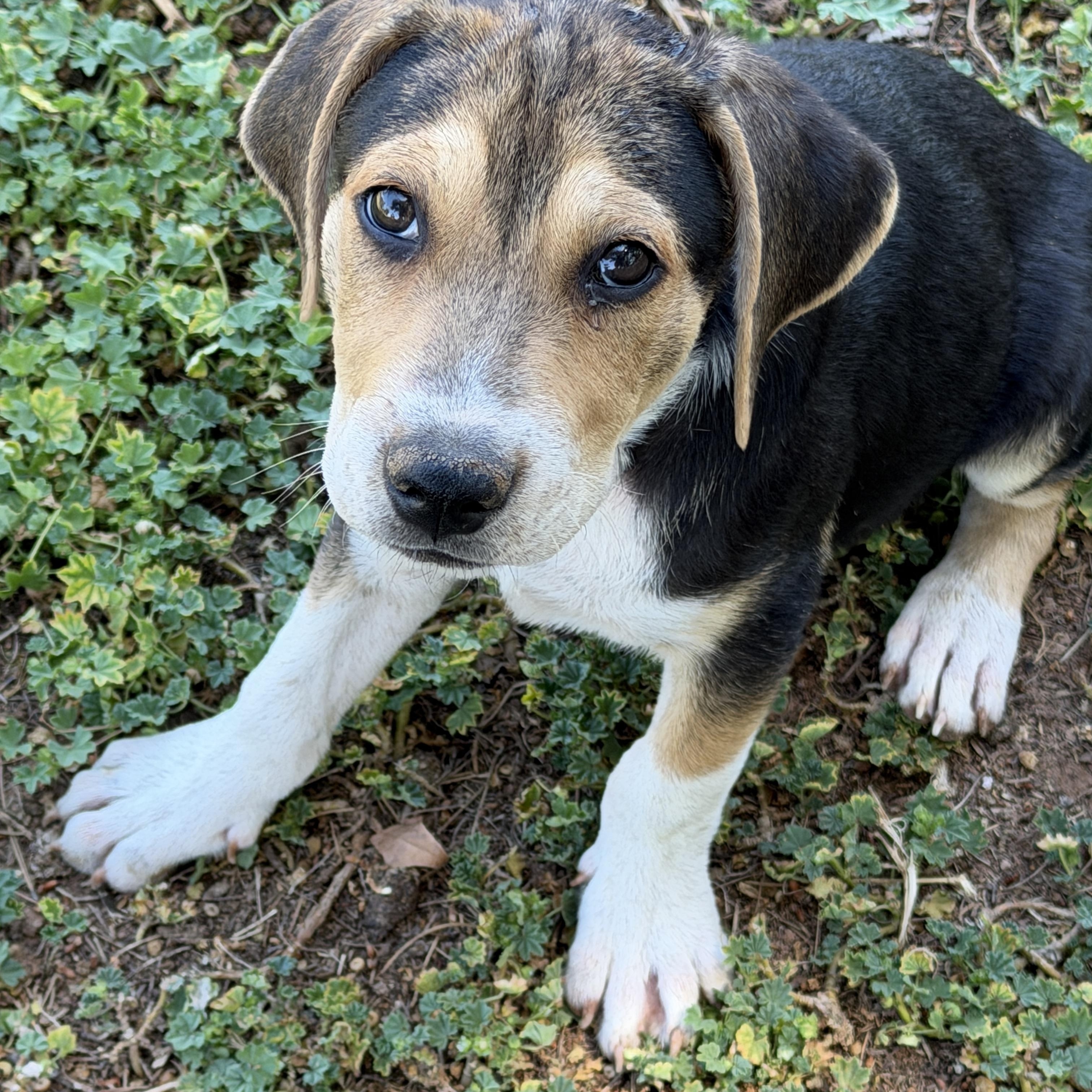 Enlarge Ziggy, a ADOPTABLE mixed breed in Gilbert, AZ image 1/5