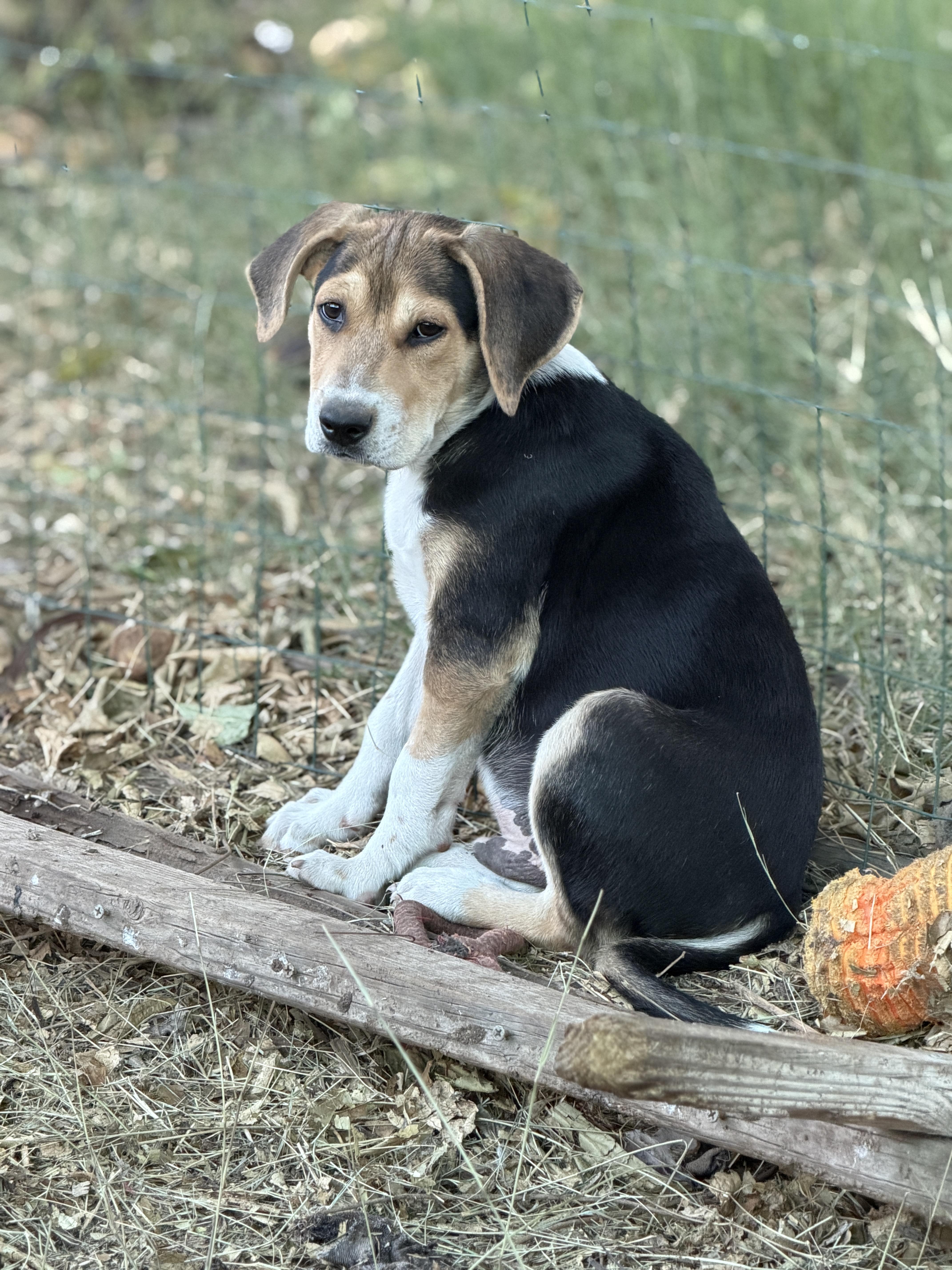 Enlarge Ziggy, a ADOPTABLE mixed breed in Gilbert, AZ image 2/5
