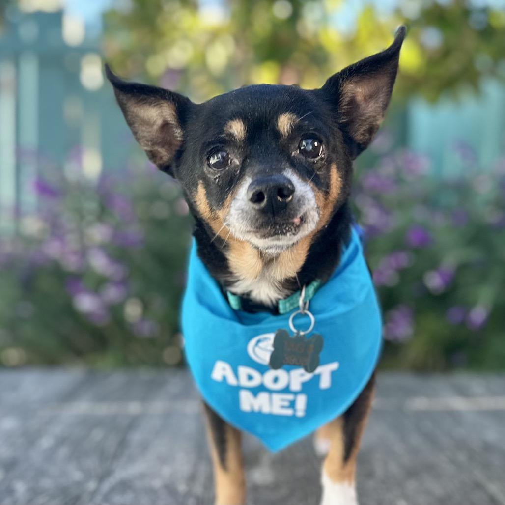 Osmosis Jones, a Adoptable Chihuahua in Pacific Grove, CA image 2/6