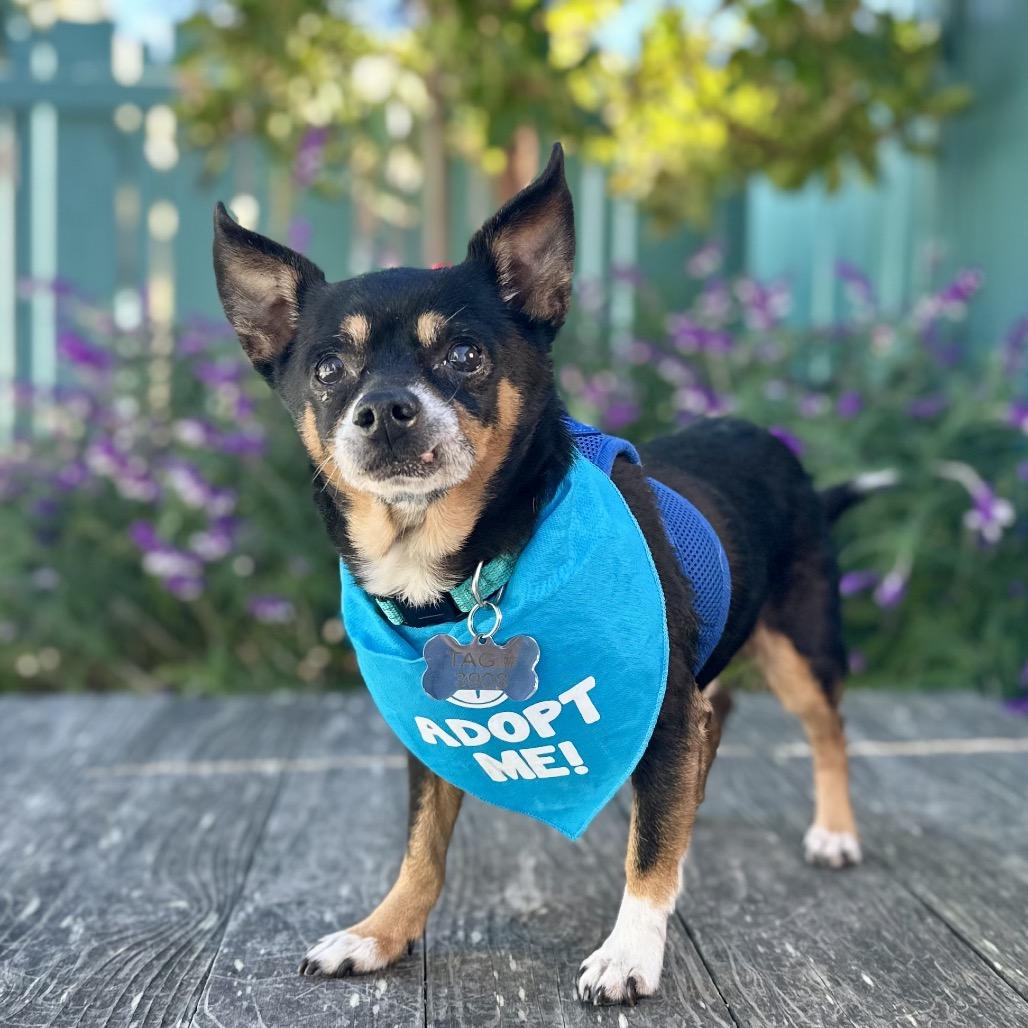 Osmosis Jones, a Adoptable Chihuahua in Pacific Grove, CA image 3/6