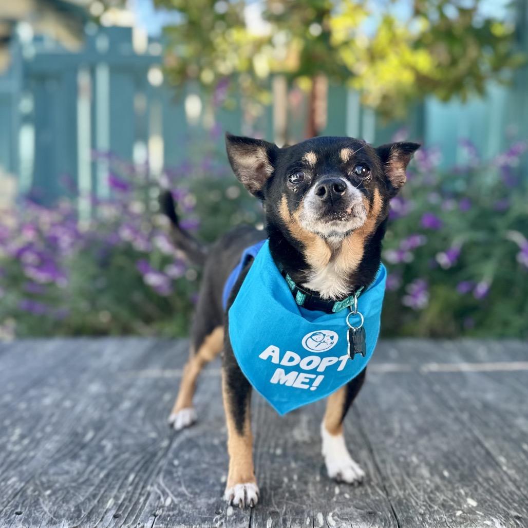 Osmosis Jones, a Adoptable Chihuahua in Pacific Grove, CA image 4/6