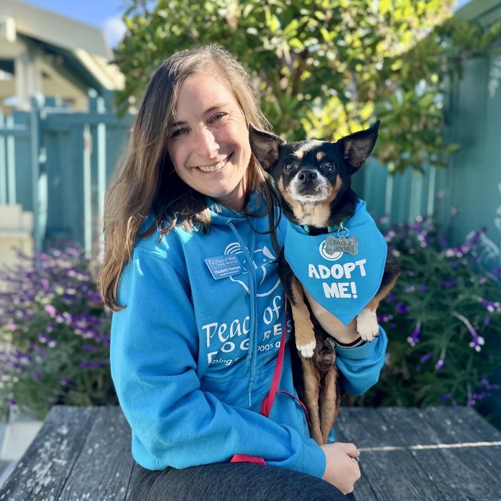 Osmosis Jones, a Adoptable Chihuahua in Pacific Grove, CA image 5/6