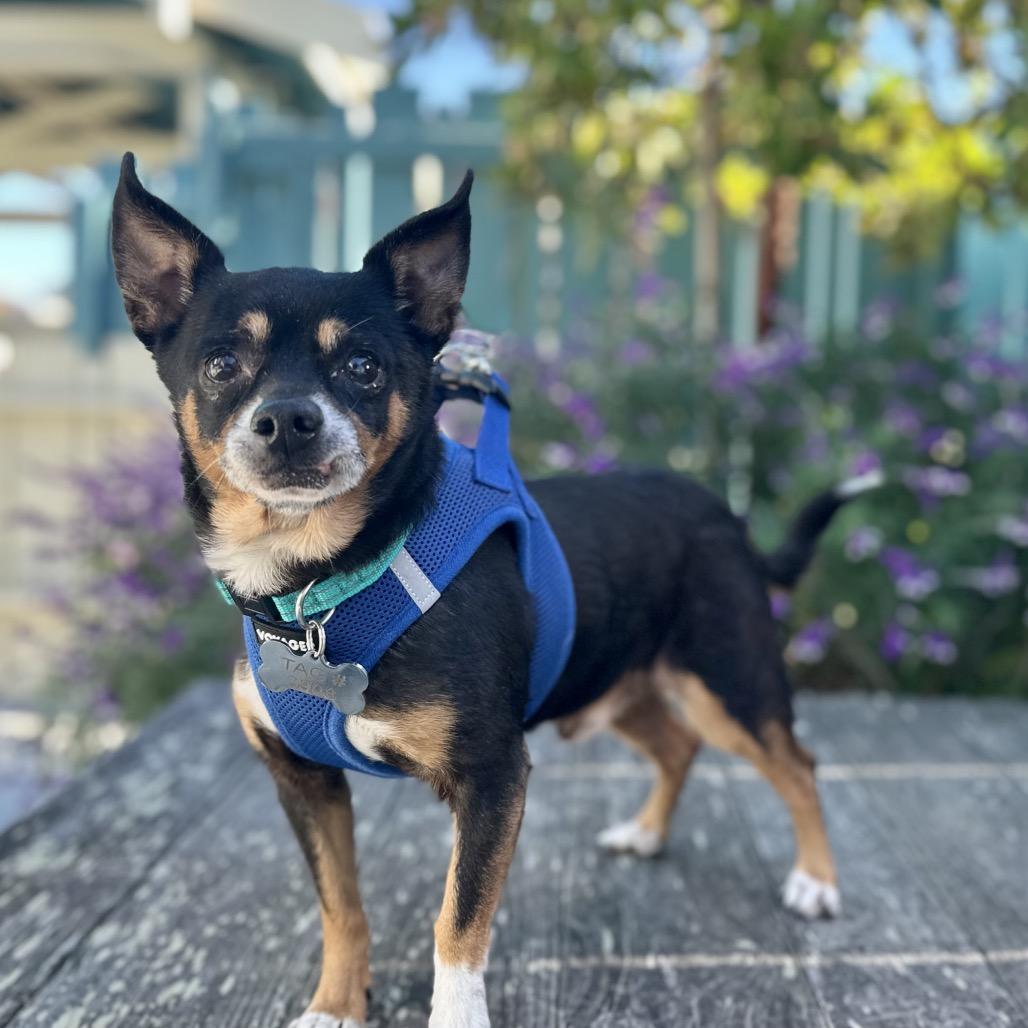 Osmosis Jones, a Adoptable Chihuahua in Pacific Grove, CA image 6/6