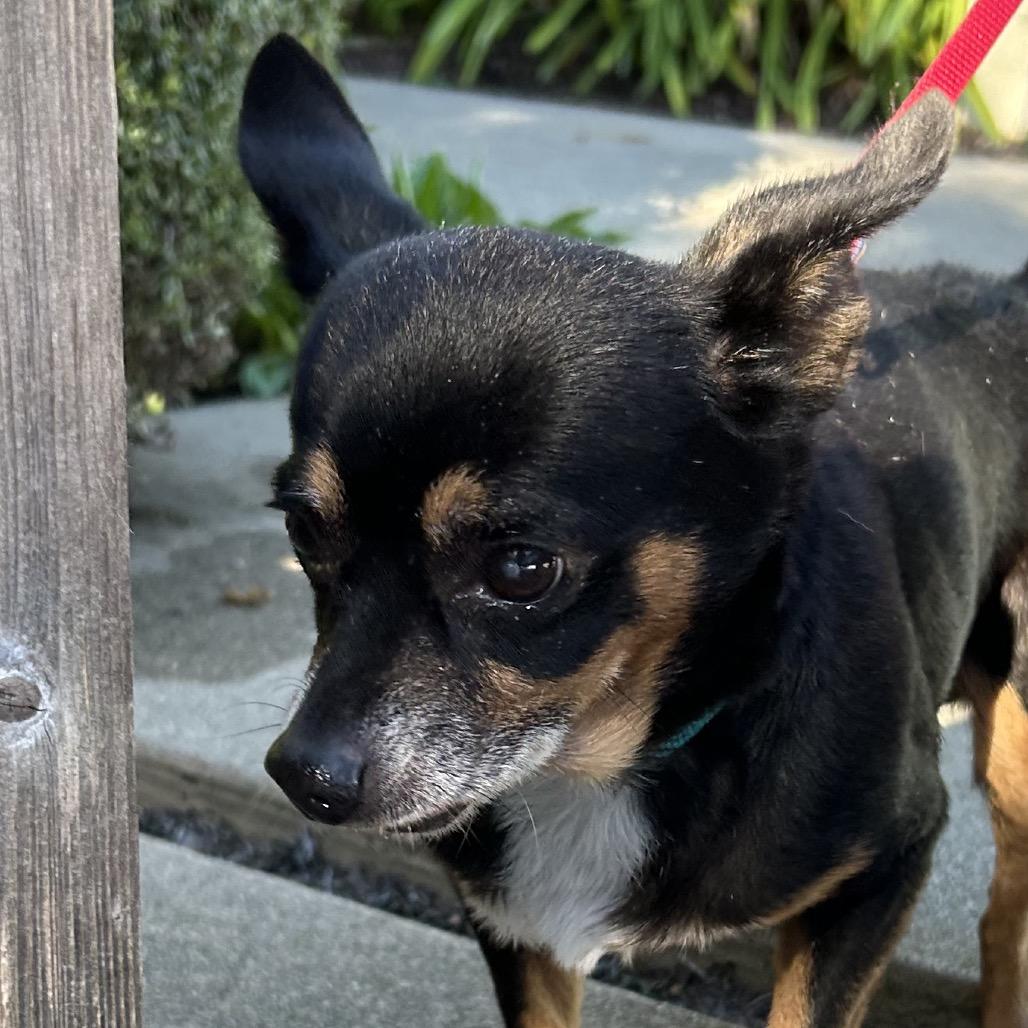 Enlarge Osmosis Jones, a Adoptable Chihuahua in Pacific Grove, CA image 6/6