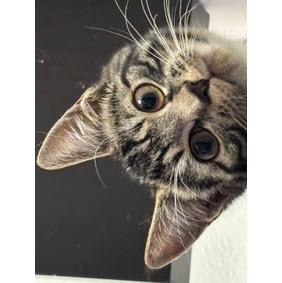 Italy Angel - needs a cat buddy, Adoptable, Kitten Female Domestic Short Hair & Domestic Short Hair.