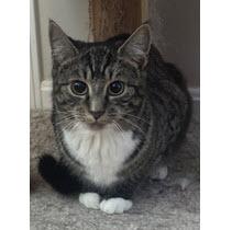 Enlarge Italy Angel - needs a cat buddy, a Adoptable mixed breed in Hudson, MA image 3/3