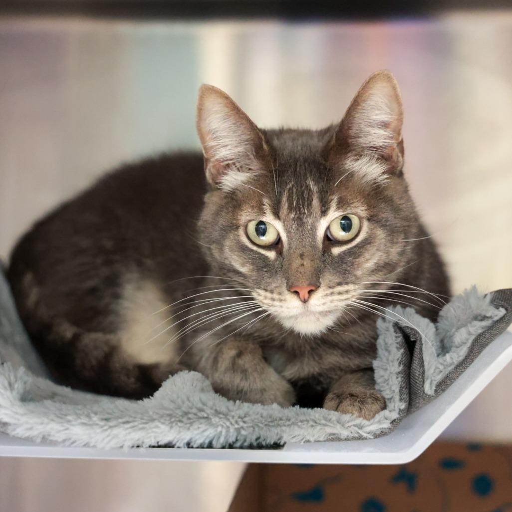 Enlarge Eden, a Adoptable Domestic Short Hair in Santa Barbara, CA image 1/5