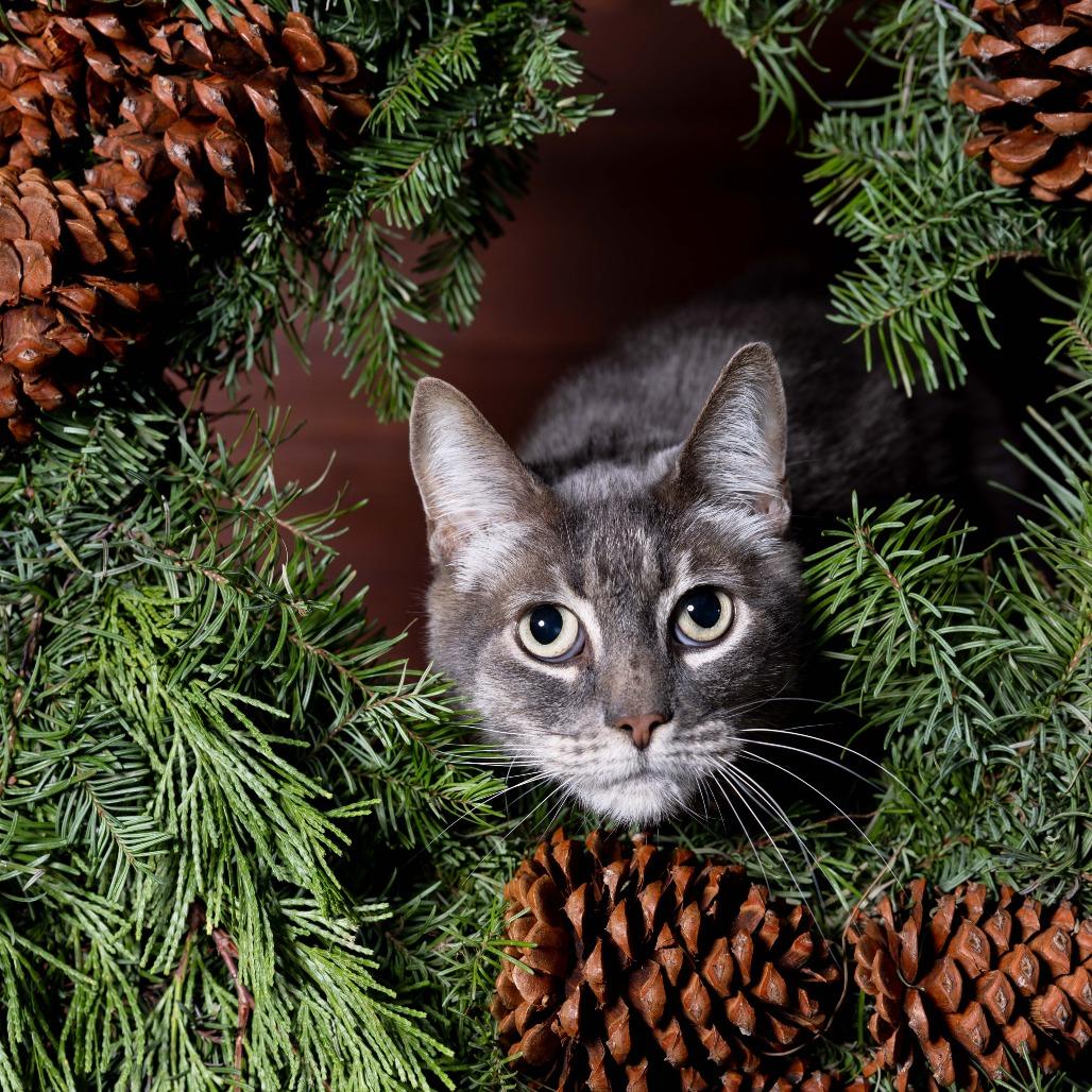 Enlarge Eden, a Adoptable Domestic Short Hair in Santa Barbara, CA image 2/5