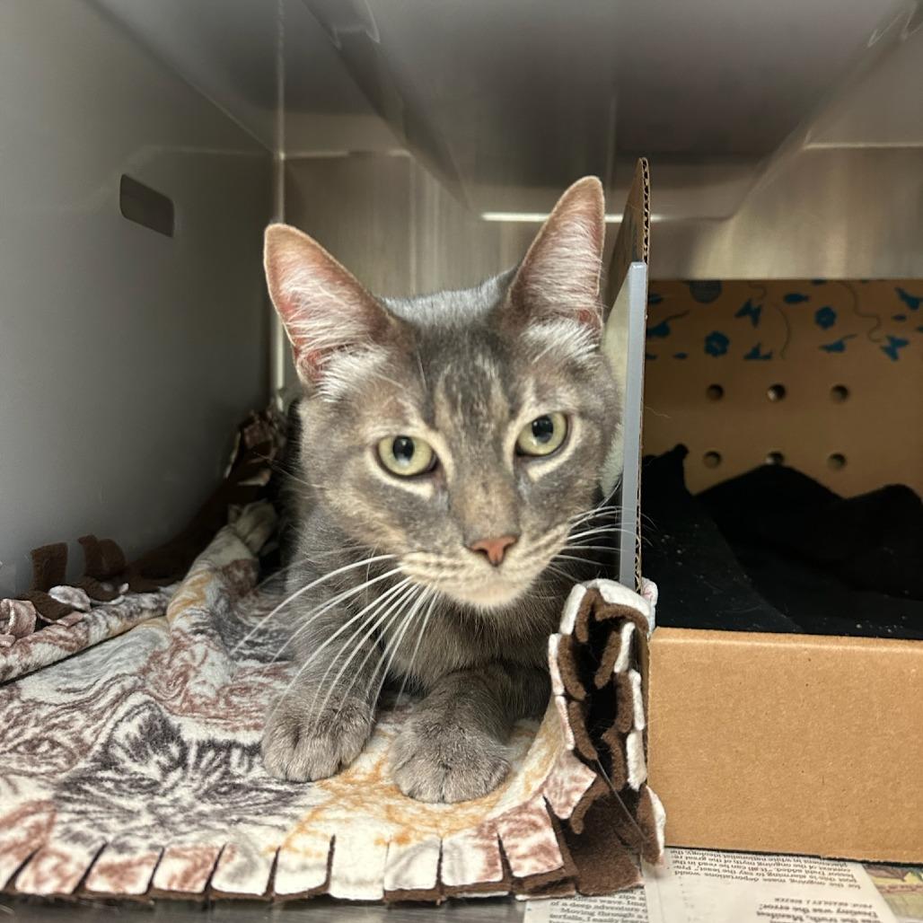 Enlarge Eden, a Adoptable Domestic Short Hair in Santa Barbara, CA image 4/5