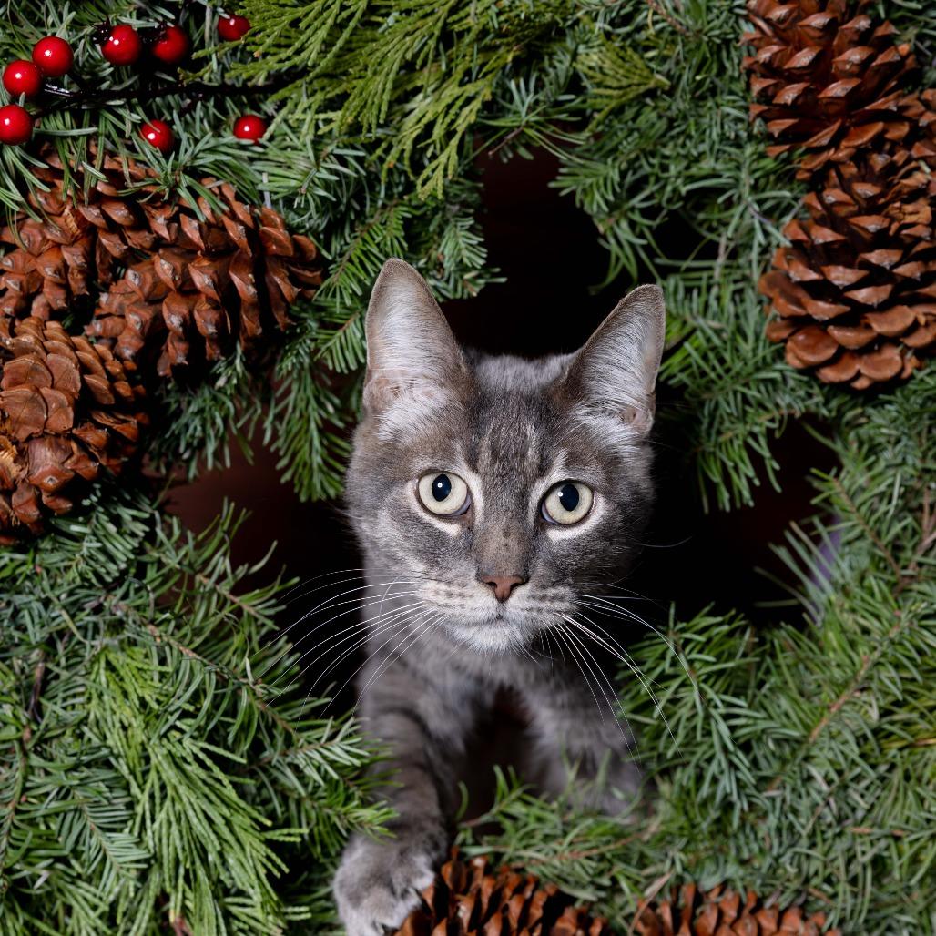 Enlarge Eden, a Adoptable Domestic Short Hair in Santa Barbara, CA image 5/5