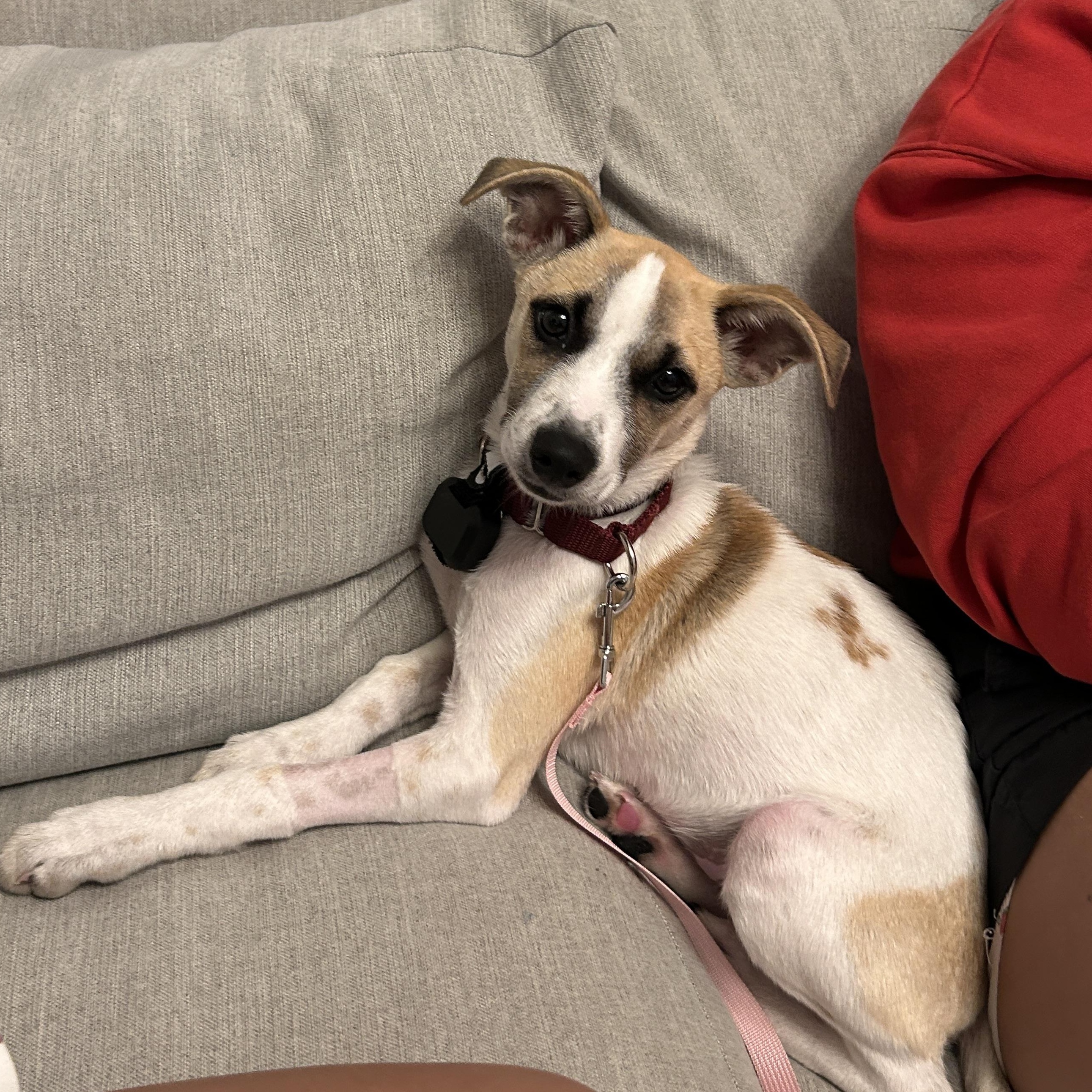 Enlarge Marla Mars - Local pup, a Adoptable mixed breed in Andover, MA image 5/6