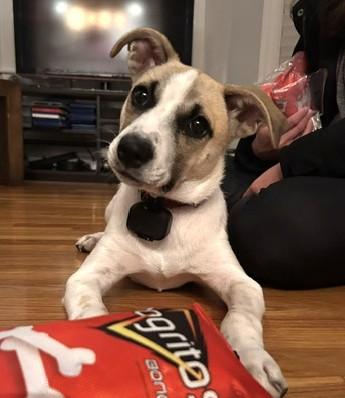 Marla Mars - Local pup, Adoptable, Puppy Female Collie & Jack Russell Terrier.