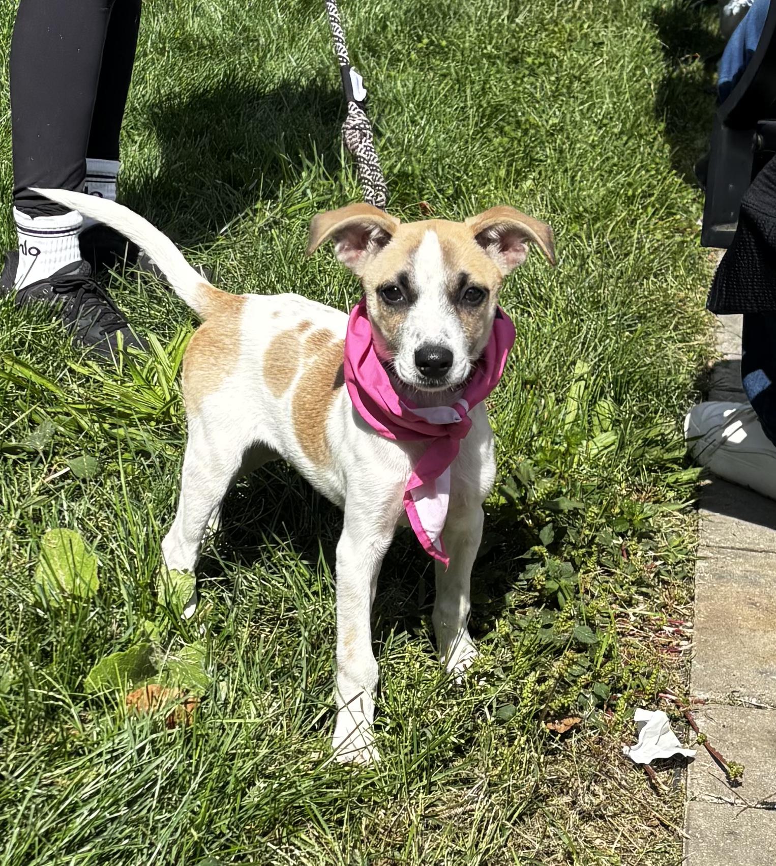 Enlarge Marla Mars - Local pup, a Adoptable mixed breed in Andover, MA image 4/6