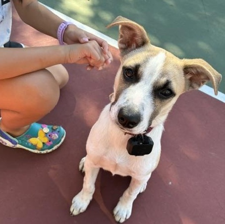 Enlarge Marla Mars - Local pup, a Adoptable mixed breed in Andover, MA image 2/6