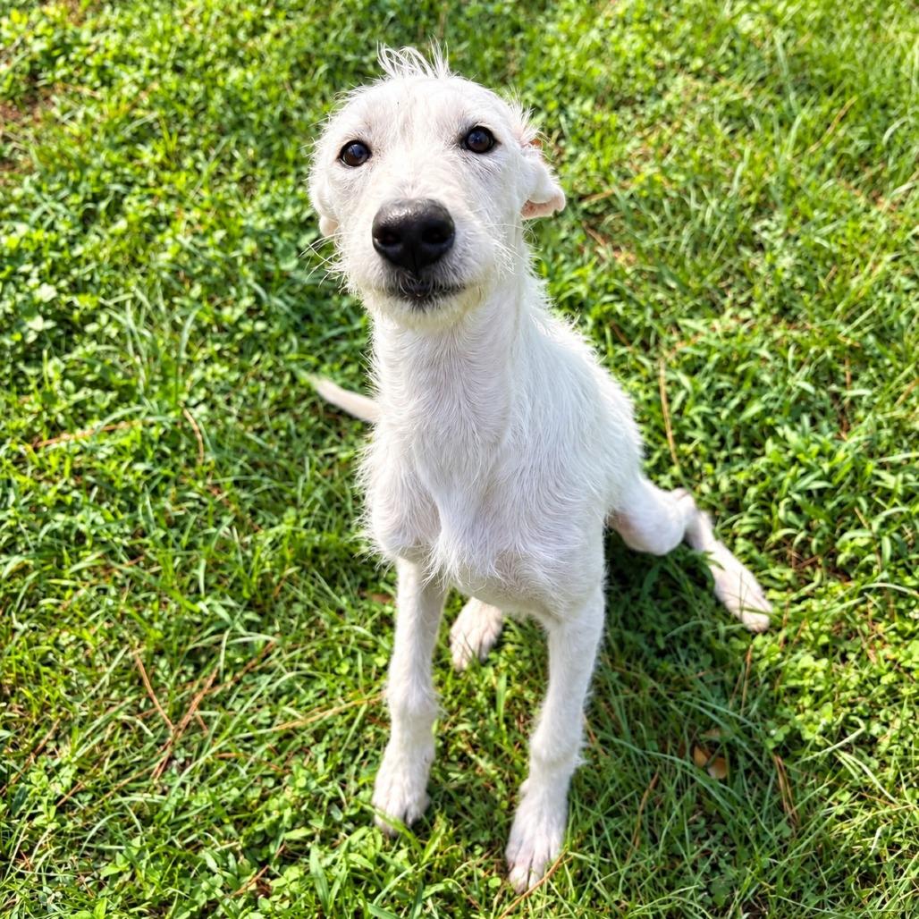 Enlarge Daisi, a Adoptable mixed breed in Houston, TX image 2/6