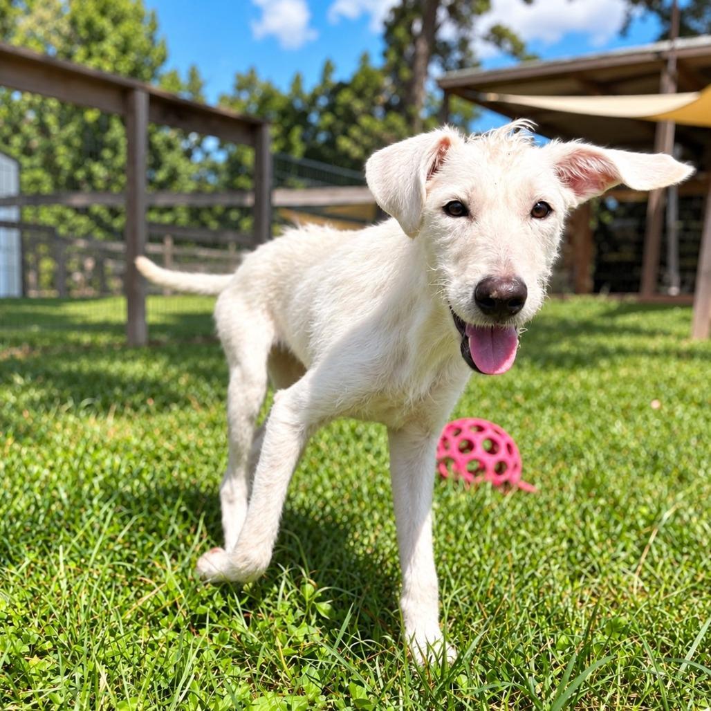 Enlarge Daisi, a Adoptable mixed breed in Houston, TX image 3/6