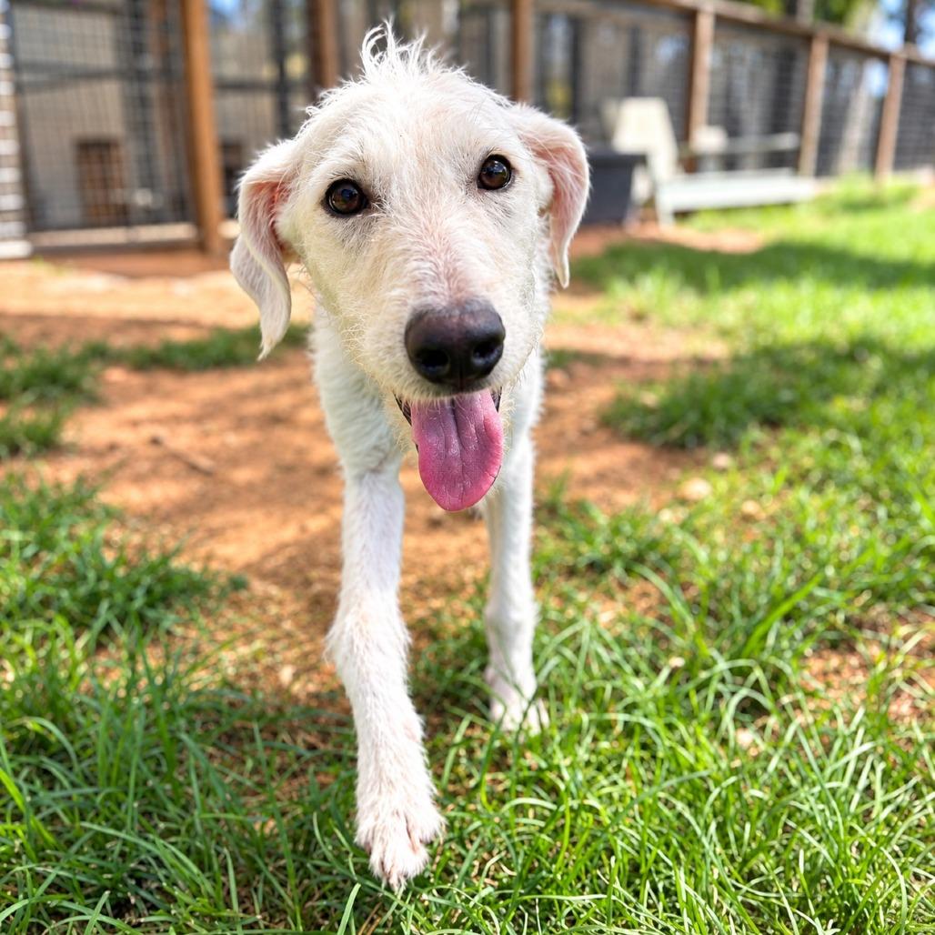Enlarge Daisi, a Adoptable mixed breed in Houston, TX image 4/6