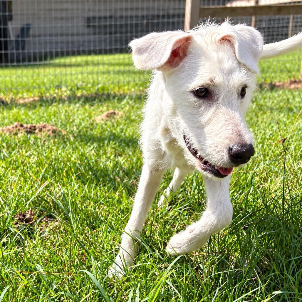 Enlarge Daisi, a Adoptable mixed breed in Houston, TX image 5/6