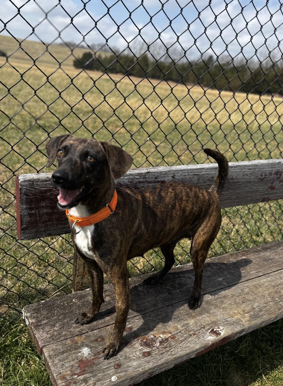 Enlarge Tilly, a ADOPTABLE mixed breed in Nashville, TN image 1/2