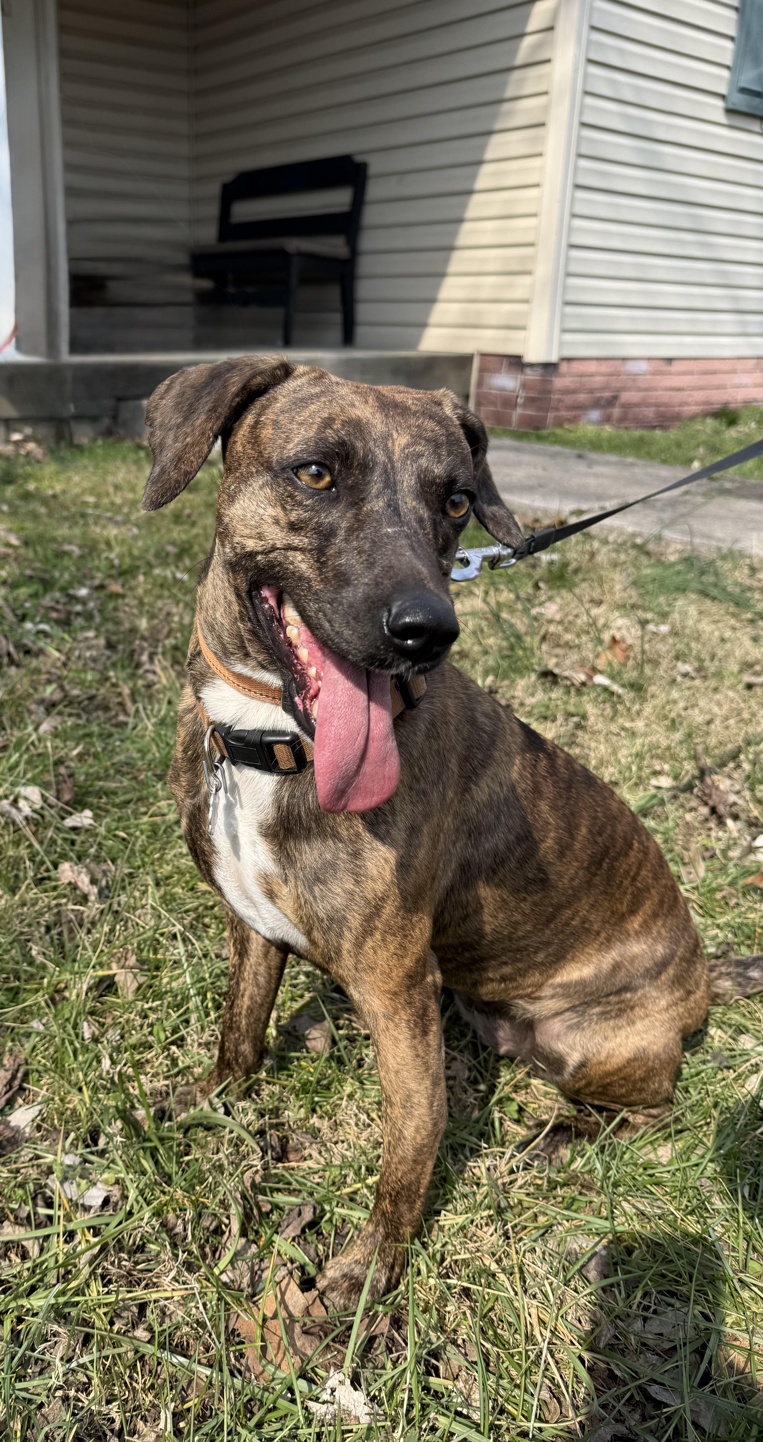 Enlarge Tilly, a ADOPTABLE mixed breed in Nashville, TN image 2/2