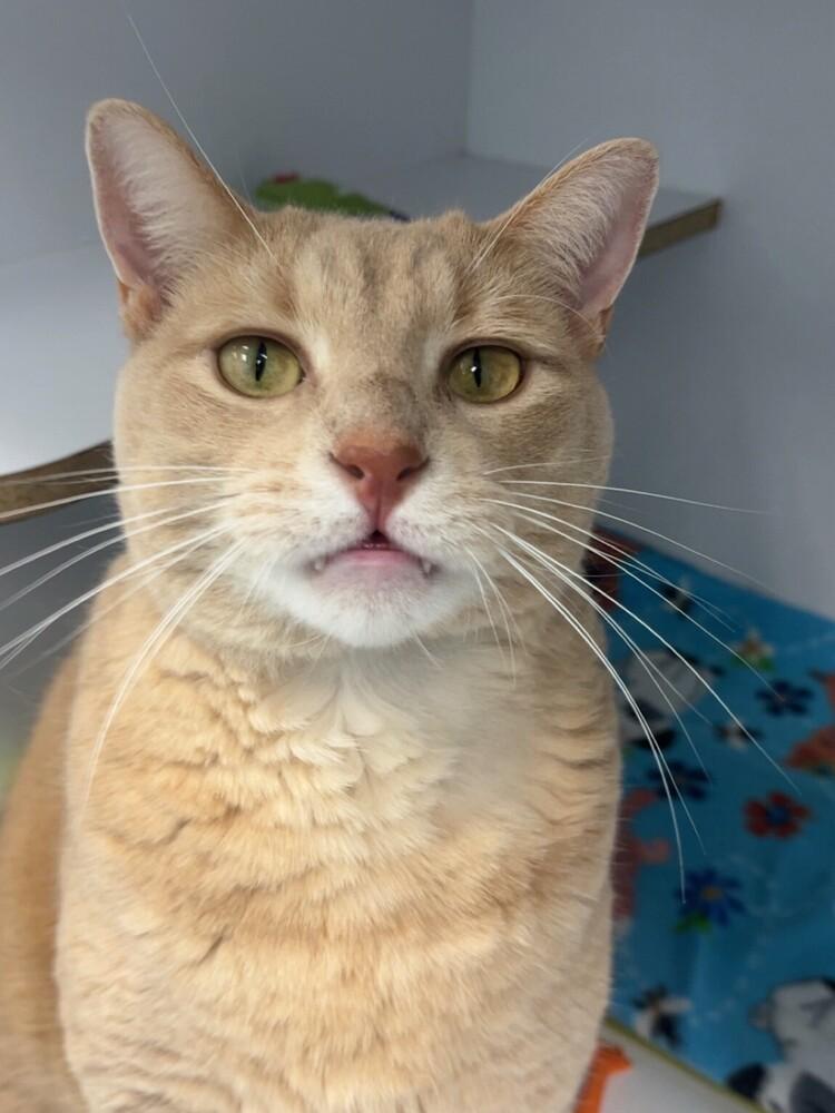 Spyro, a Adoptable Domestic Medium Hair in Trenton, ME image 1/6