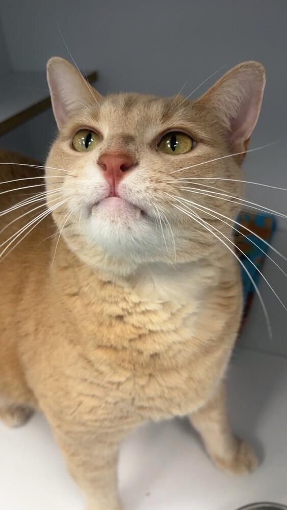 Spyro, a Adoptable Domestic Medium Hair in Trenton, ME image 2/6