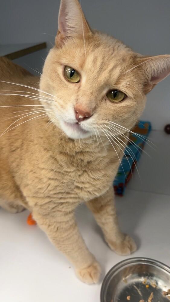 Spyro, a Adoptable Domestic Medium Hair in Trenton, ME image 3/6