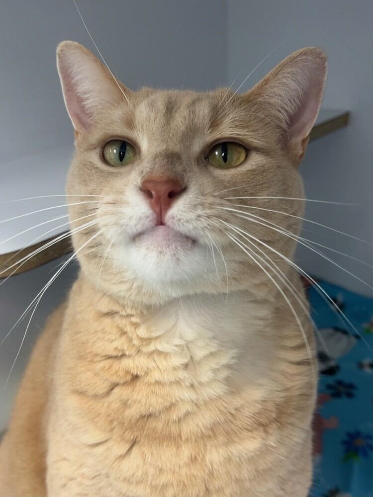 Spyro, a Adoptable Domestic Medium Hair in Trenton, ME image 4/6